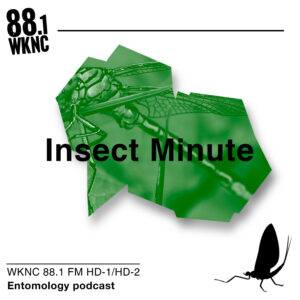 Insect Minute WKNC 88.1 FM HD-1/HD-2 etymology podcast