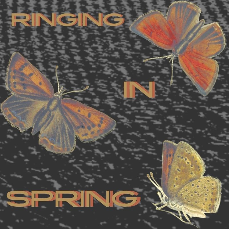 A black and white blurry background that resembles the thin lines of a fingerprint. Orange and yellow text that reads "ringing in spring" Yellow and orange moths strewn across the image.