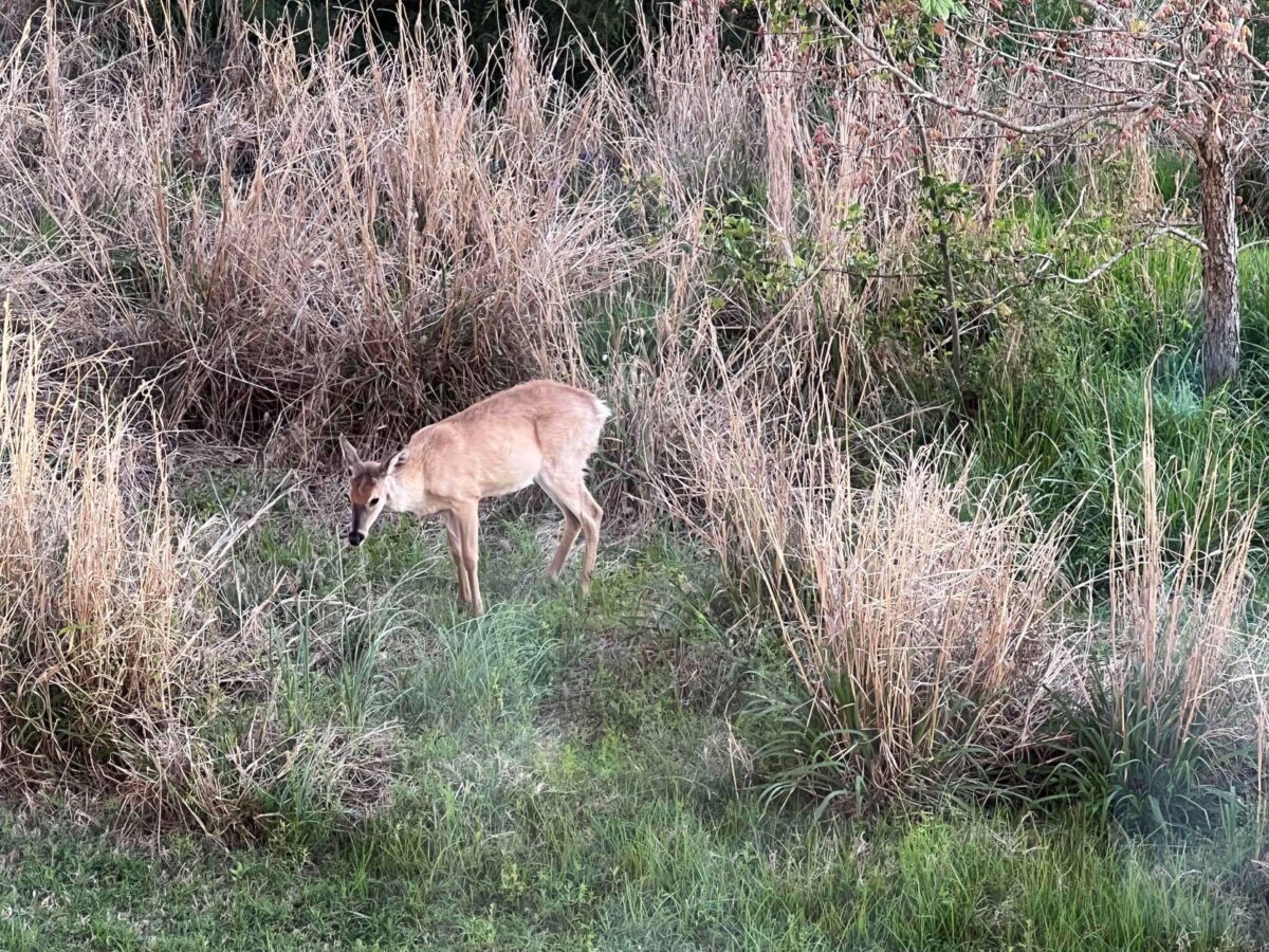 Deer standing in some tall grass