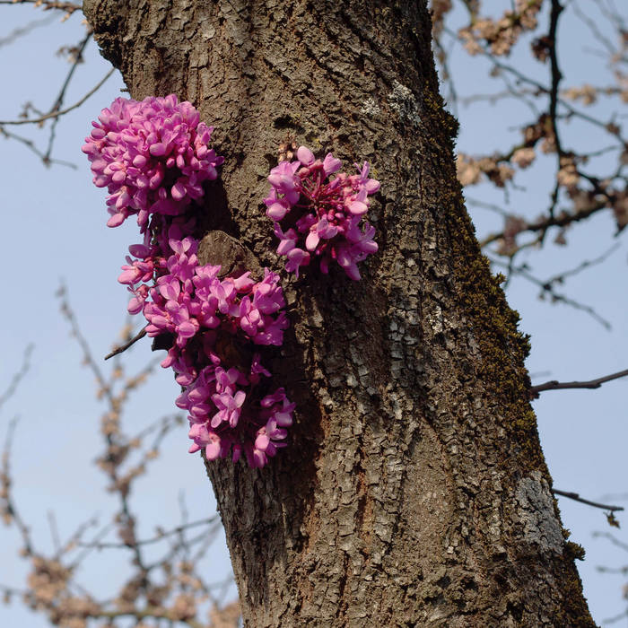 Album cover for "Meeting With A Judas Tree" by Duval Timothy. Features a tree with a small bunch of pink flowers growing out of the side of its trunk. 