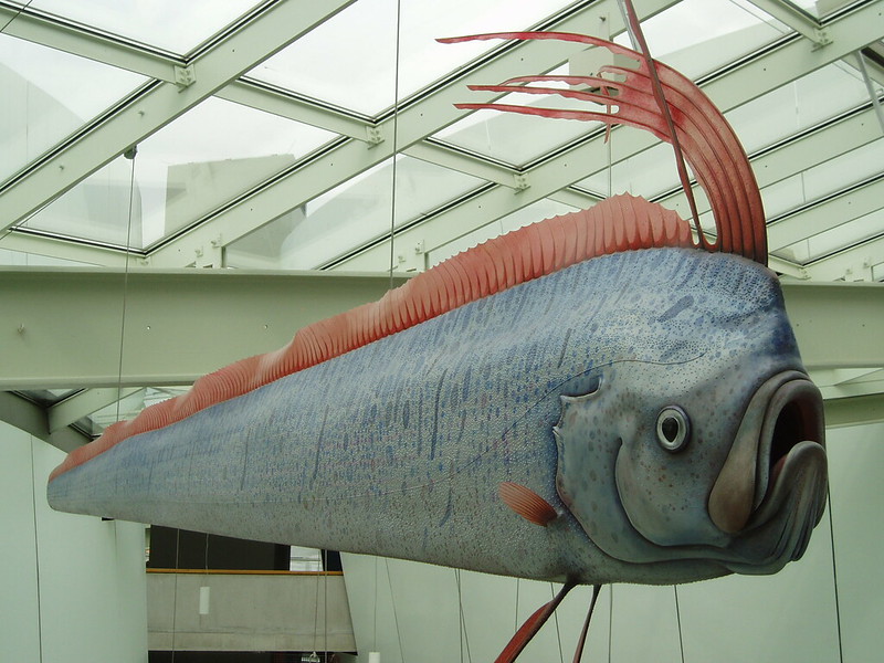 A model of an oarfish, a very long grey fish with red fins. The model is hanging from the ceiling of a museum.