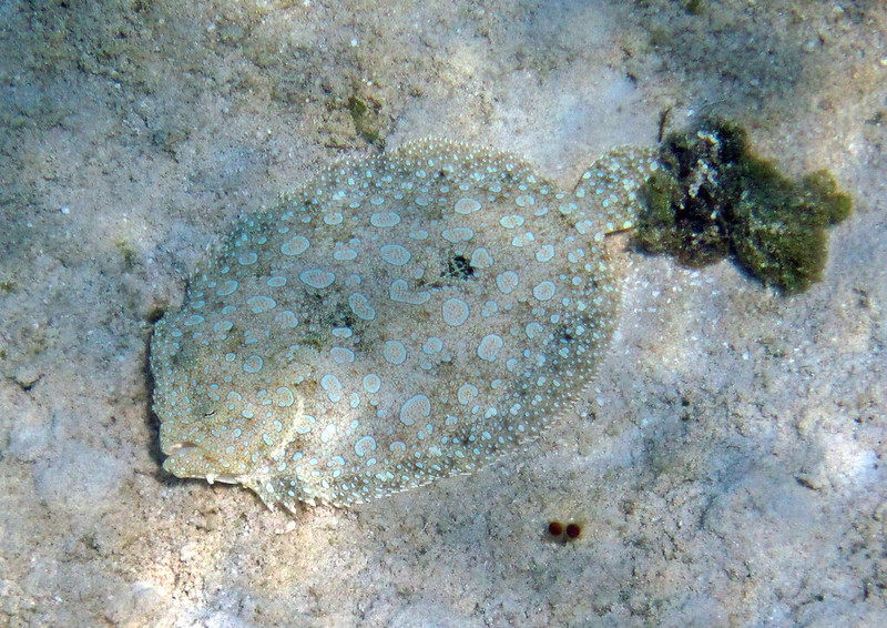 An image of a peacock flounder at the seabed. It is an oval-shaped fish with faint blue rings, and is laying flat on the seabed. It blends in with the sand very well.