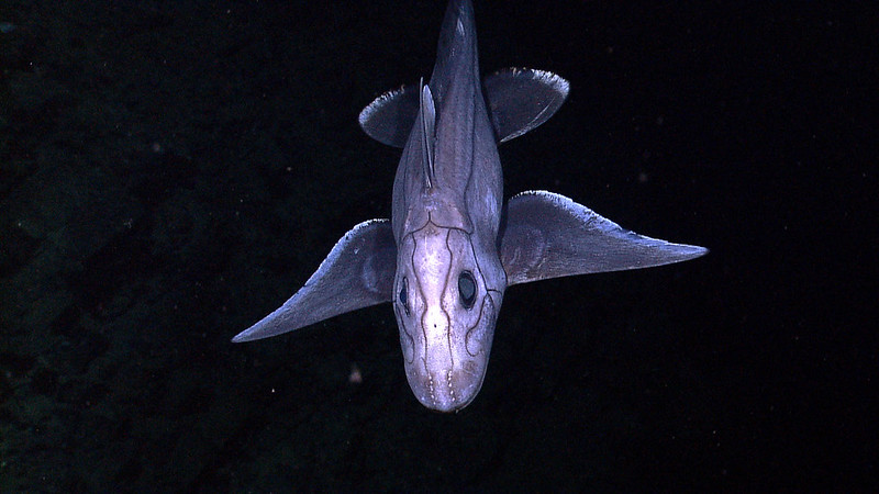 An image of a ghost shark, a fish with triangle-shaped fins and large eyes. It's in the deep sea, with a light shined on it.