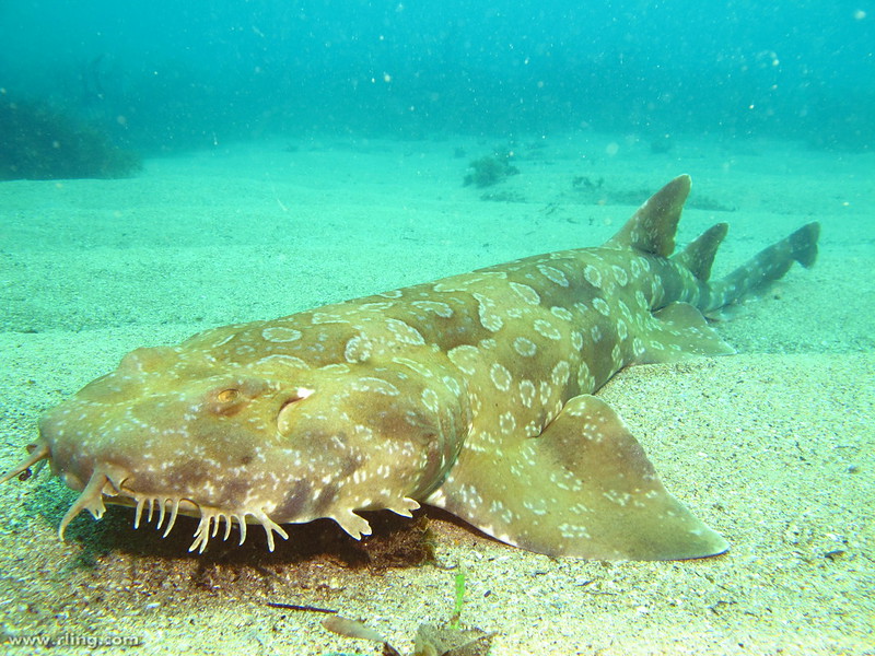 A spotted wobbegong, a brownish shark with light rings on it. There are strange, hair-like growths around its mouth.