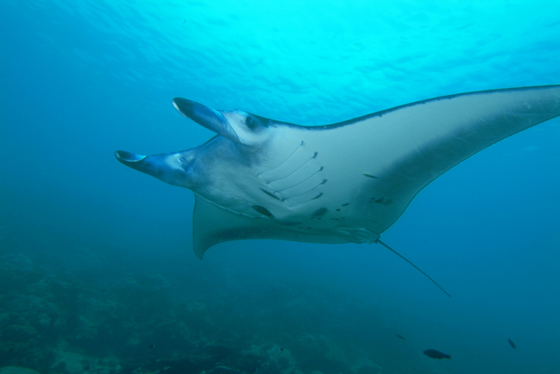 An image of a manta ray, a large, flat, diamond-shaped creature, swimming in the ocean.