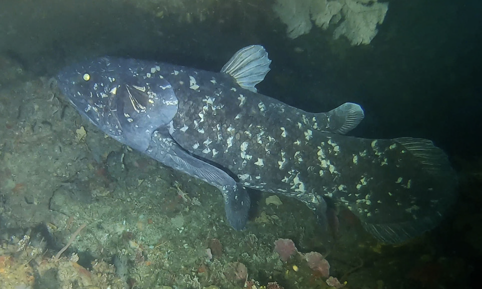 An image of a coelacanth, a decently large, dark fish with lobe-shaped fins and speckled with lighter scales. A bright light is shining on it in dark water.