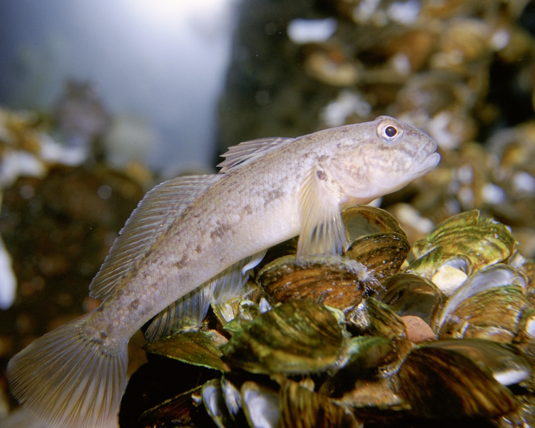 An image of a goby on top of some shells. It is a somewhat long silver-colored fish.