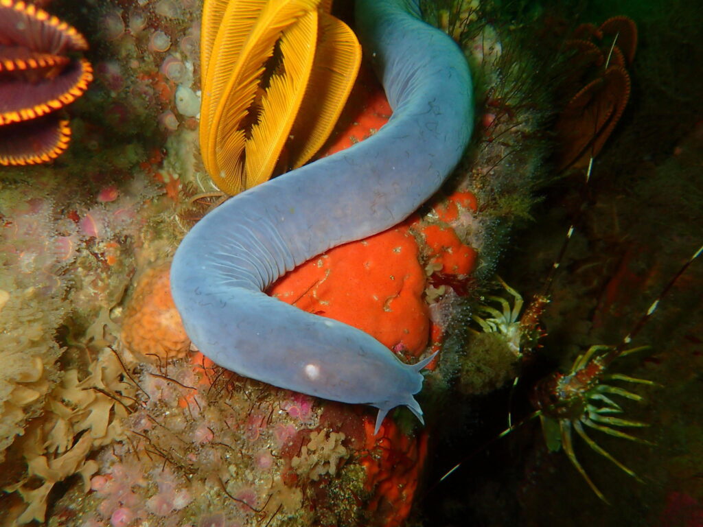 An image of a hagfish, a grey, very slightly transparent worm-like creature, on some orange coral. 