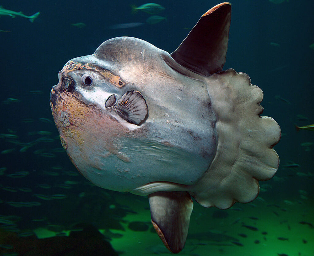 An image of a sunfish, a vertically-oriented flat, grey fish with two fins on its top and bottom and no tail. Instead, it has a flat, lumpy protrusion. It is in the ocean, with many smaller fish in the background.