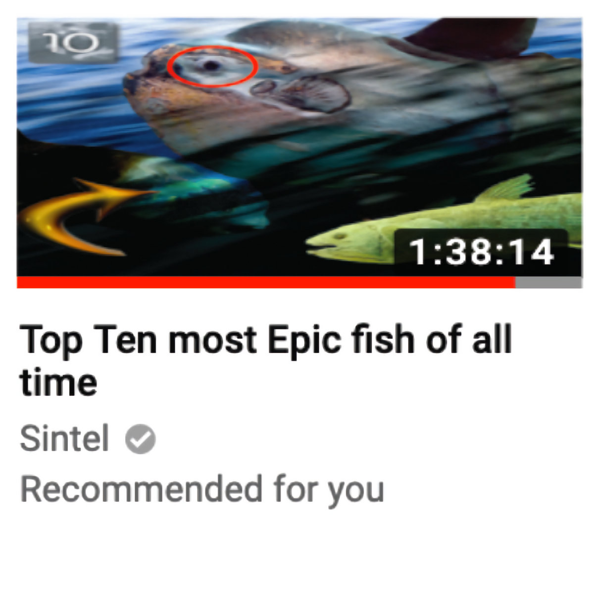 The album cover for "Top Ten most Epic fish of all time" by Sintel. It's a parody of a YouTube thumbnail with the album name/artist as the title/user, and the thumbnail itself being a sunfish with its eye circled in red. The video's length is 1 hour, 38 minutes, 14 seconds.