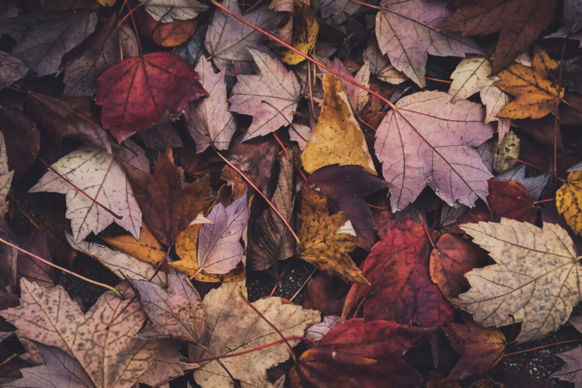 Red, orange, and brown fall leaves on the ground