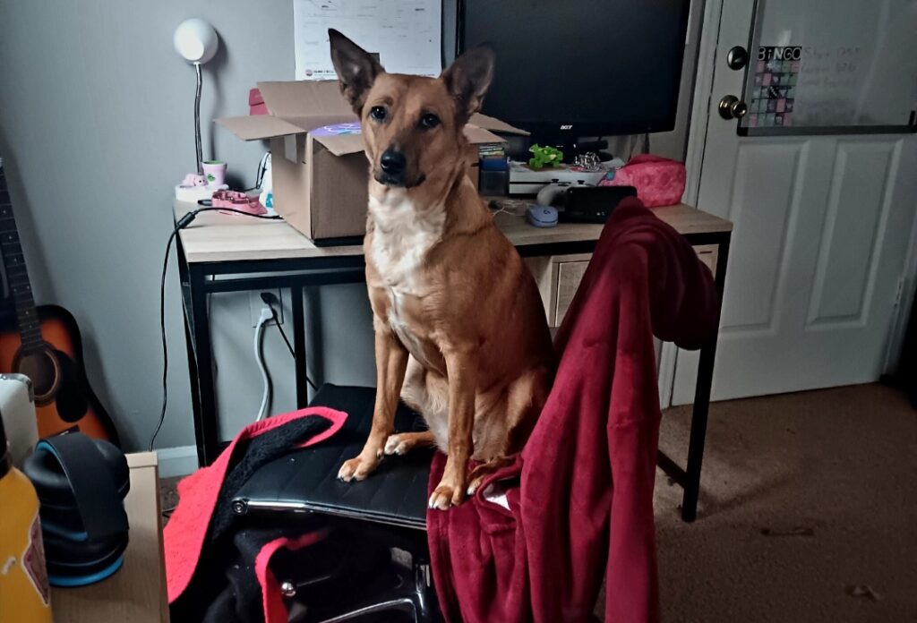 Young adult Australian cattle dog sitting in desk chair.