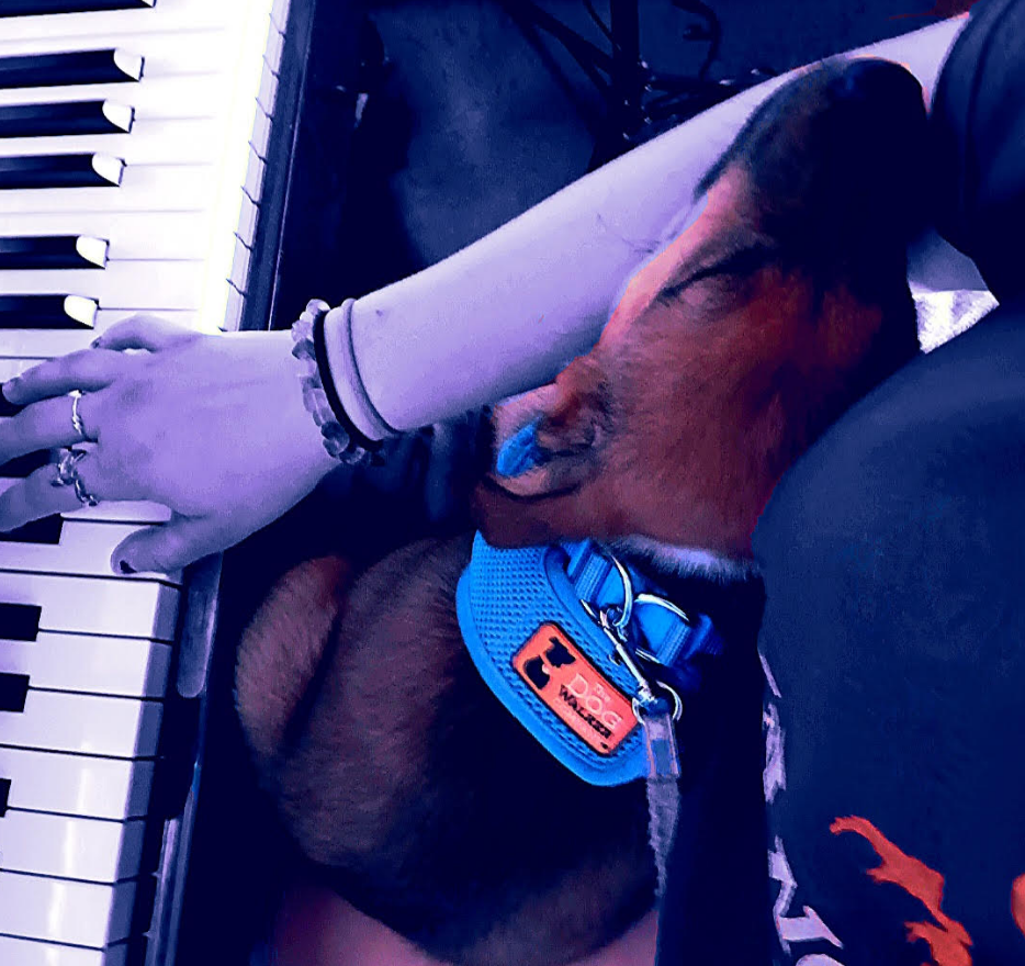 Person plays piano while puppy sleeps on their lap