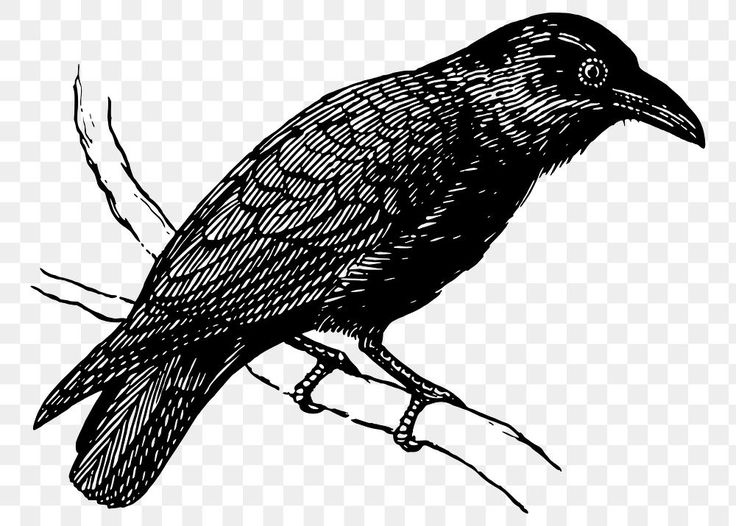 Illustrated raven on branch