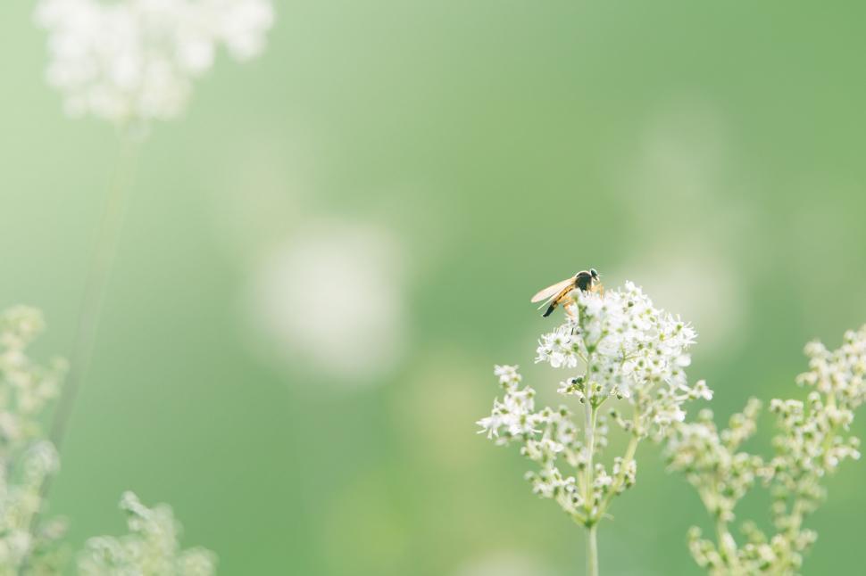 Bee on small white flower