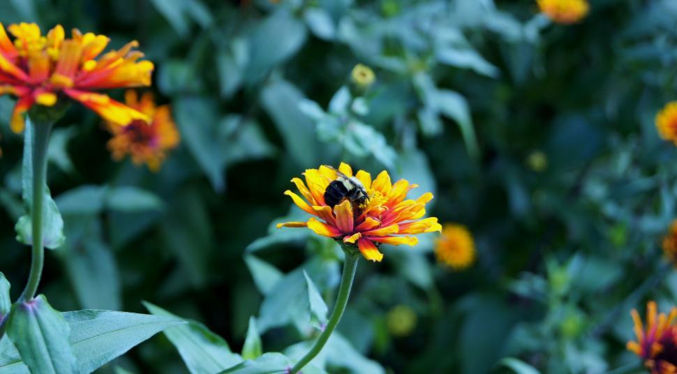 Bumble bee resting on a yellow and red zinnia flower