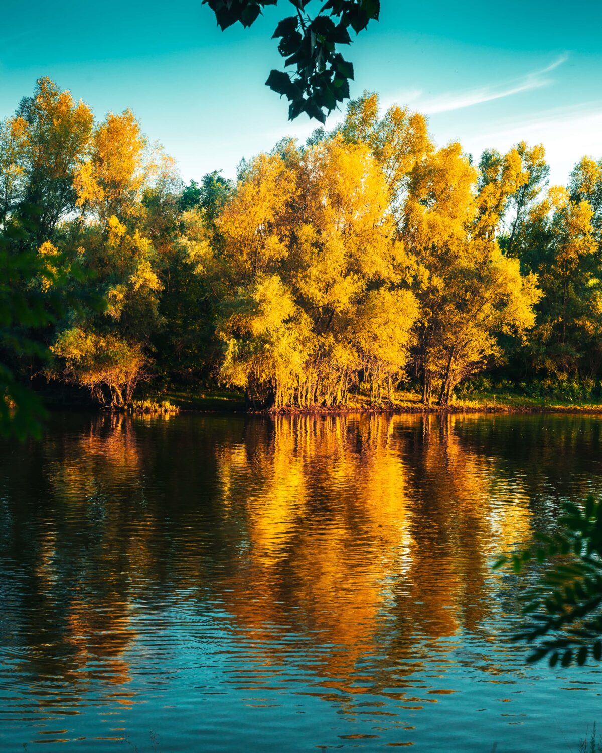 Yellow trees across a lake with their reflection in the water