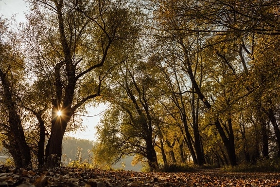 Forest with brown leaves and the sun shining between branches