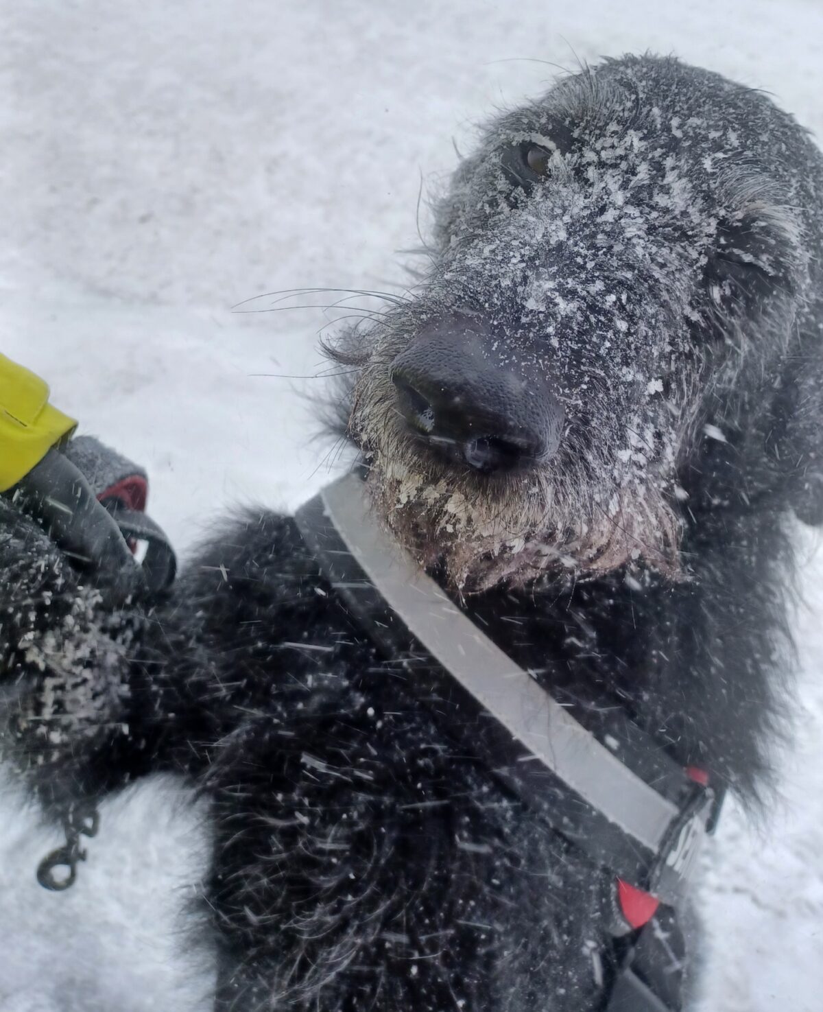 Large black dog in service vest on hind legs in the snow
