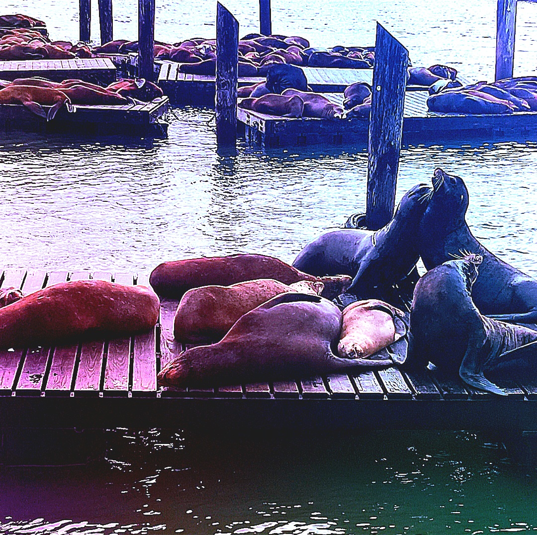 Sea lion laying together on a barge