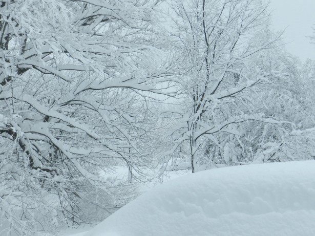 Snow covered trees and a snow banks
