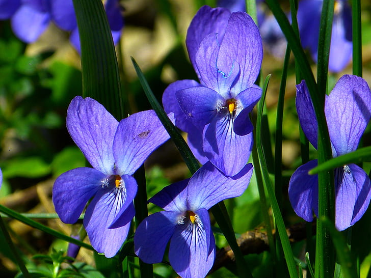 Purple violet flowers close up