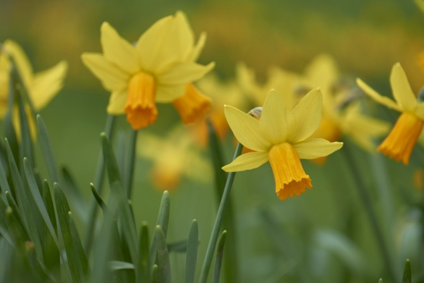 Close up of yellow and orange daffodil flowers