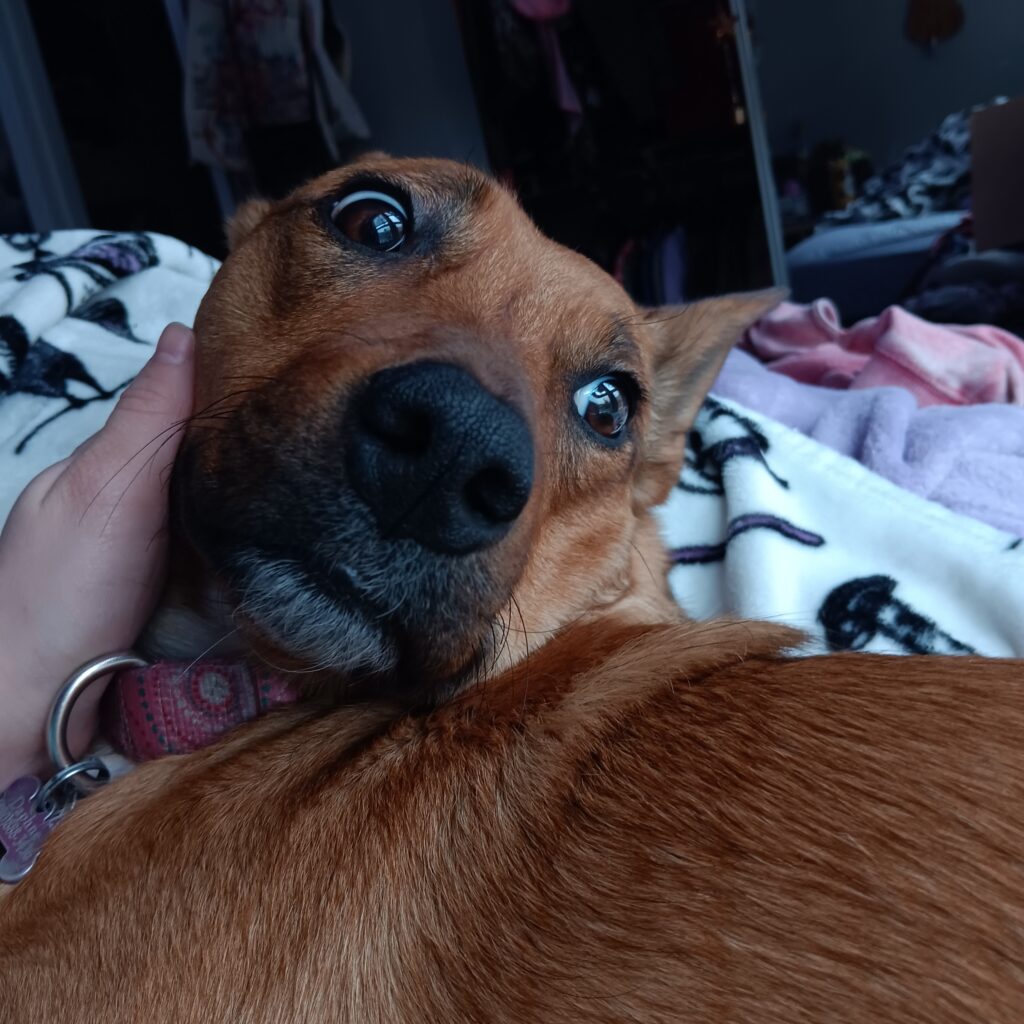 Photo of Australian cattle dog close up laying on a bed