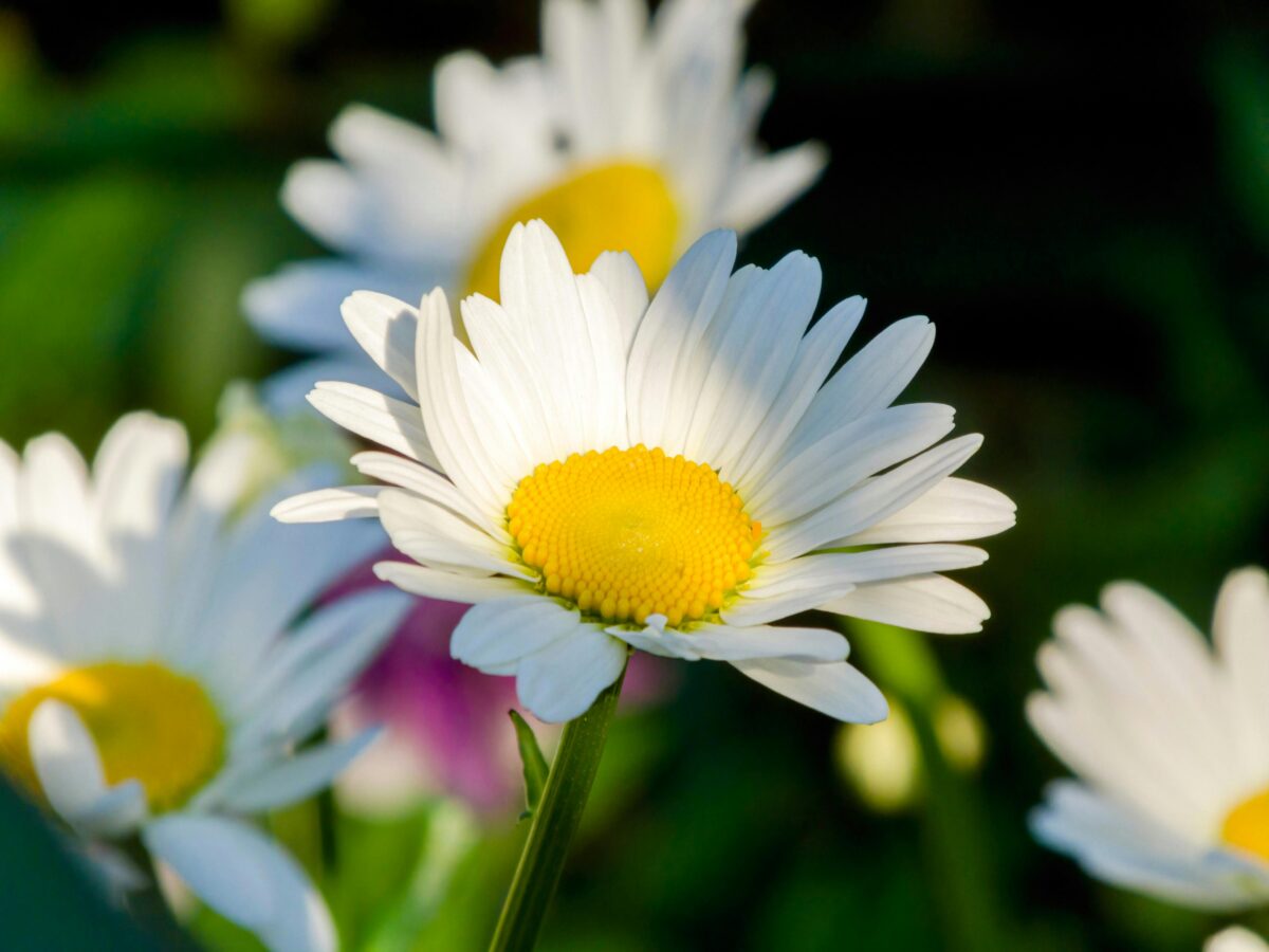 White daisies with yellow centers in the sun